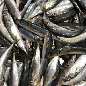 Anchovy