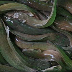Catfish