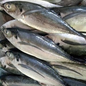 Mackerel