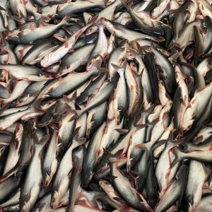 Pangasius