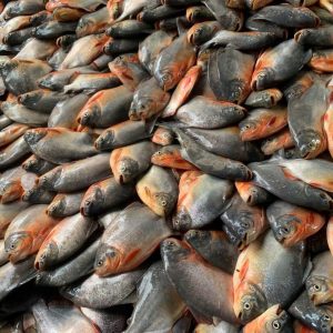 Red Pacu