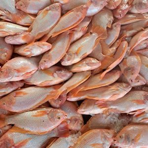 Red Tilapia