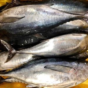 Bonito Tuna