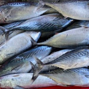 Skipjack Tuna